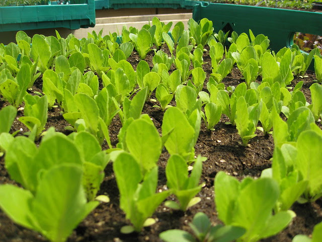 Romaine Lettuce