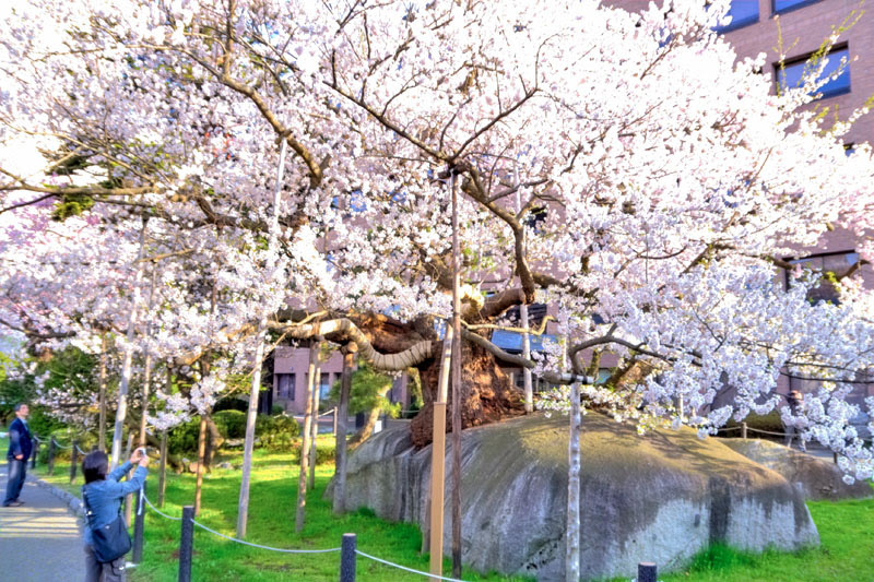 石割桜 盛岡市 ｕ空間