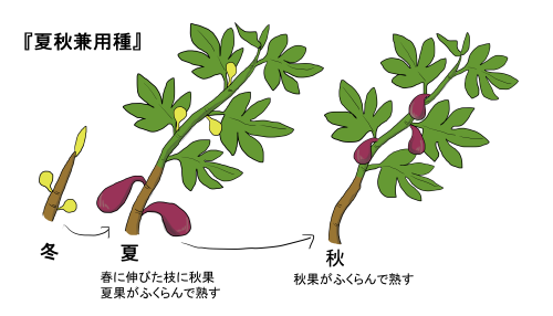イチジクの育て方 ヤサシイエンゲイ