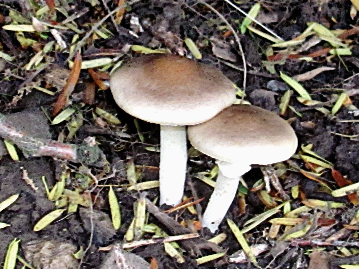 'shrooms