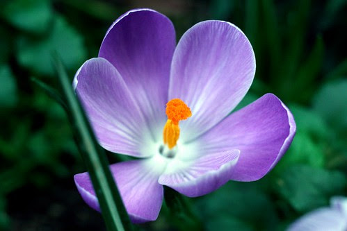 crocuses 2010
