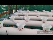 Ketahui Membuat instalasi hidroponik murah, Video Cara Menanam Hidroponik Sayur paling populer!