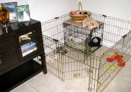 Crate Training your Puppy - French Bulldogs Crate Training