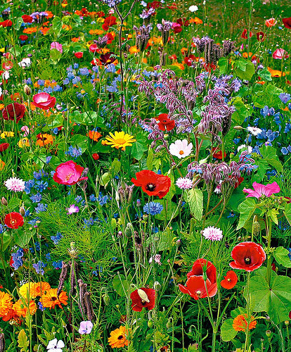 Tapis de fleurs