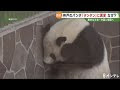 上 パンダ 背景 895050-パンダ 背景