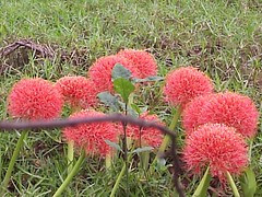 May Flowers