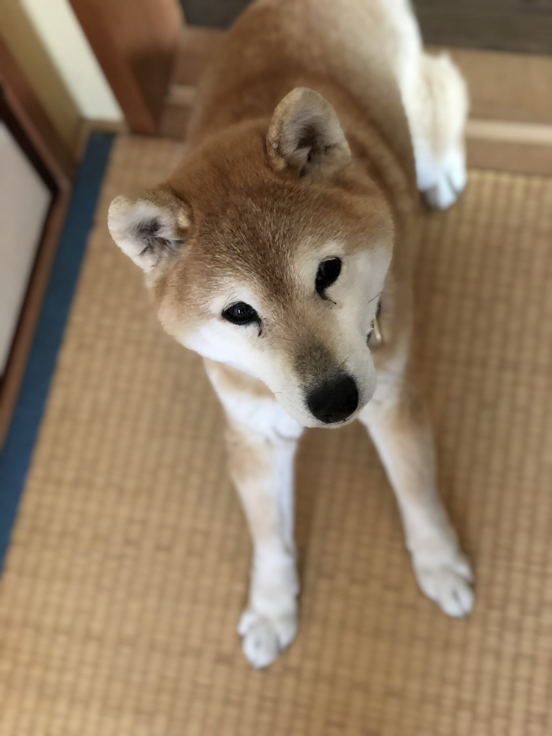 ワンちゃんの意思表示は耳で解るんです ワンちゃんの伝えたいこととは Nikoshibaブログ