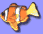 SCUBA News  Newsletter