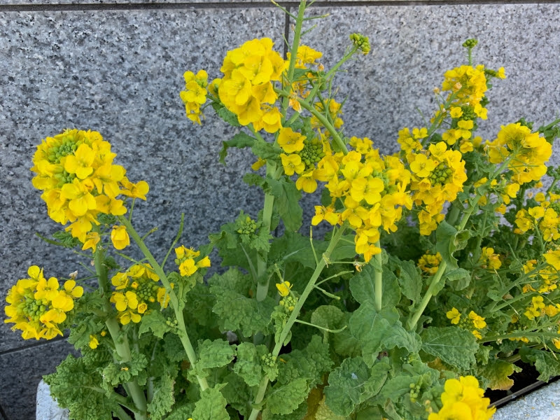 菜の花 花を楽しむブログ