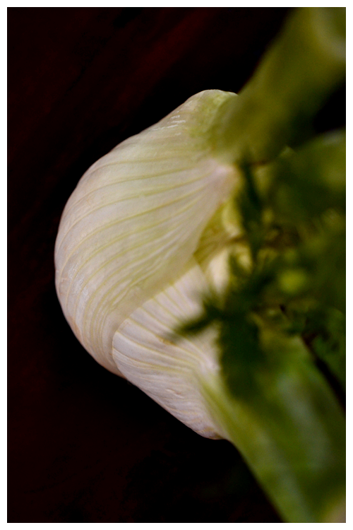 fennel© by Haalo