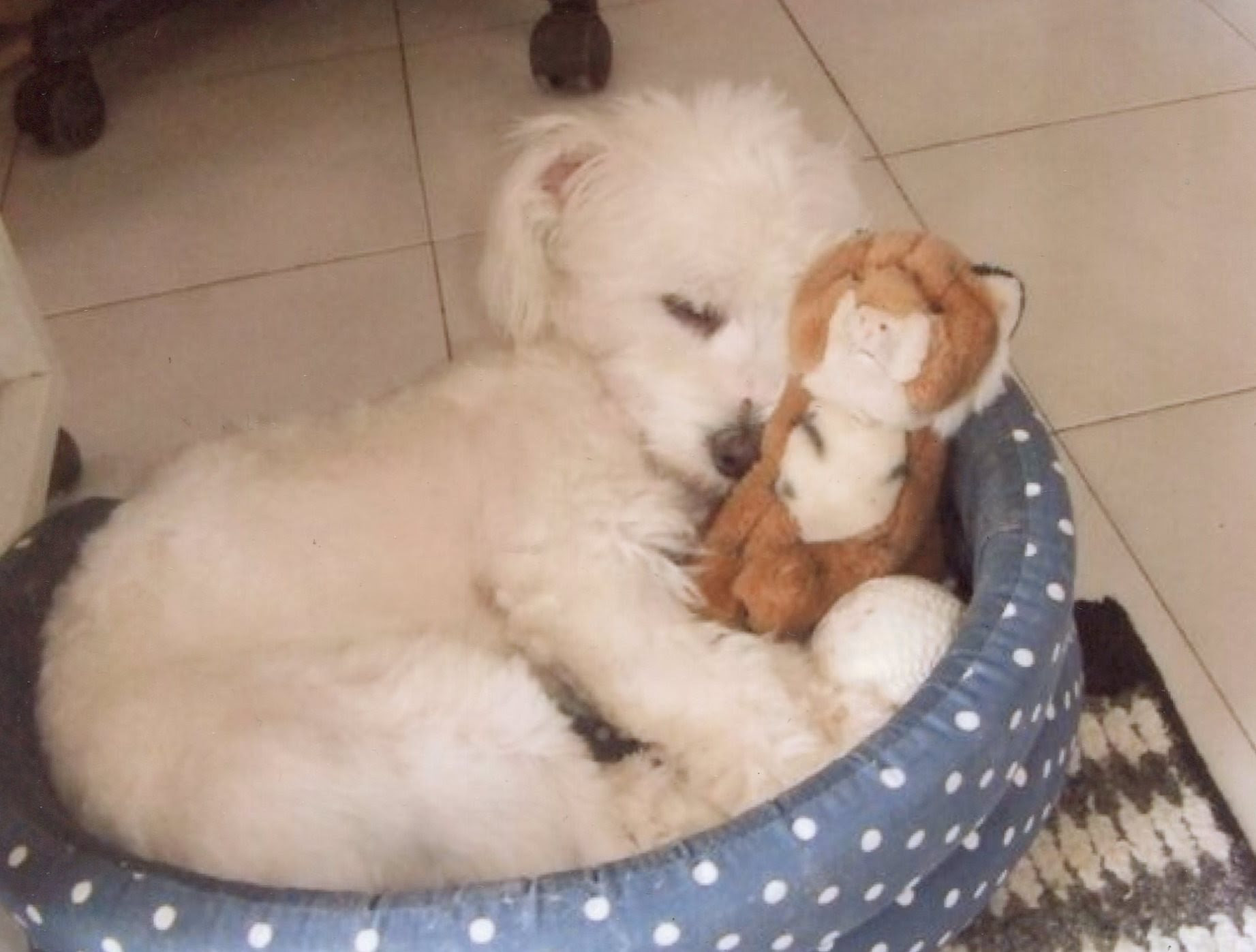 17年03月の記事 タカコ 半沢 メロジー スーパーポジティブなイタリア暮らし