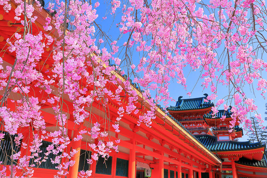 京都 桜 写真