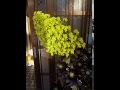 黒法師 花 794049-アエオニウム 黒法師 花言葉