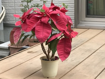 月イチ週イチ ポインセチアの 剪定 植え替え
