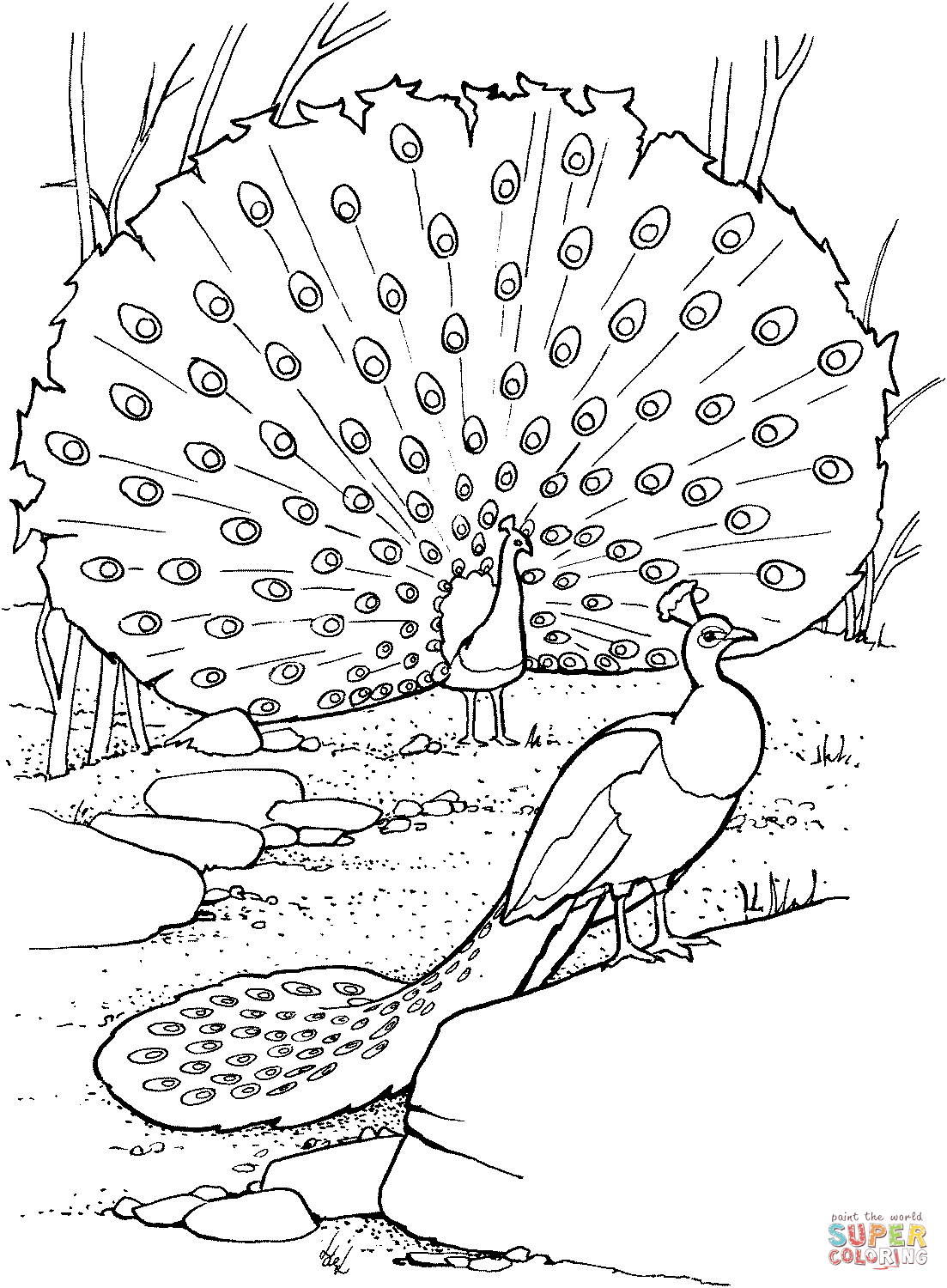 Two Peacocks
