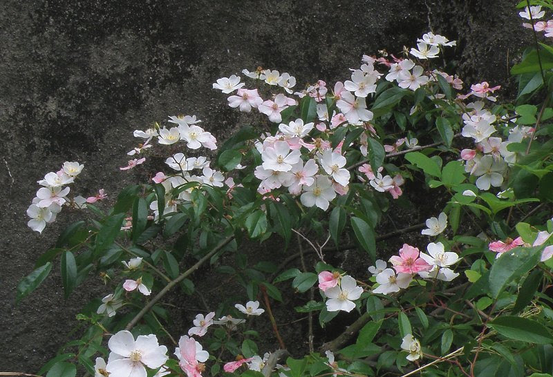 写真ベスト集542b やまいばらのピンク