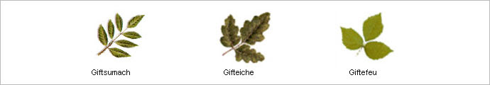 Gifteiche - Gifteiche Im Spatsommer Nach Es Hat Farbe Von Grun Zu Rot Phase Lizenzfreie Fotos Bilder Und Stock Fotografie Image 7870878 / Nie brennen die gifteiche, giftsumach oder giftsumach pflanzen.