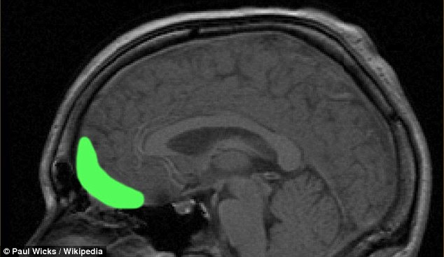 Brain scans have pinpointed a region called the lateral orbitofrontal cortex (OFC), pictured in green, which is activated based on whether or not some feels the crime is justified