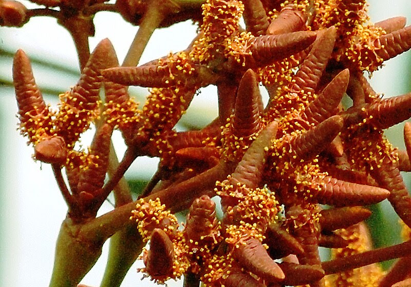 Plik:Welwitschia 469-33.jpg