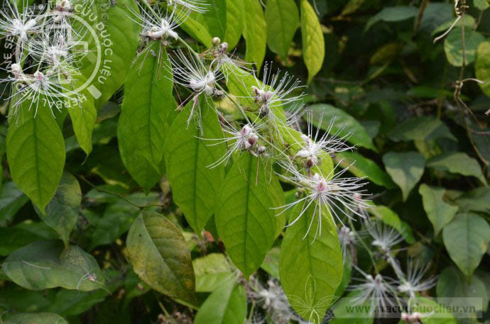 Capparis membranifolia Kurz 1