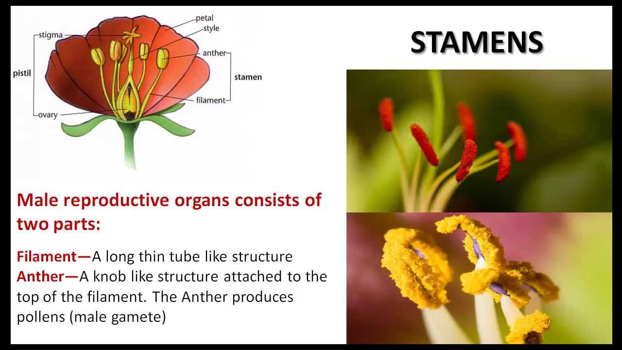 life worksheet on animal cycle NCERT Life  YouTube Science  Plant  CBSE