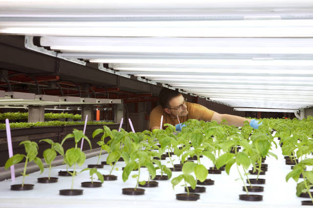 Inside A Nondescript Chicago Warehouse Hides An Enormous Farm