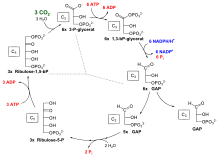 Light-independent reactions - Wikipedia