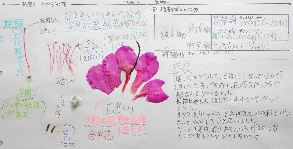 観察4 ツツジの花 種子植物の分類 1年理科 生物 Takaの授業記録13 観察4 ツツジの花 種子植物の分類 1年理科 生物 Takaの授業記録13