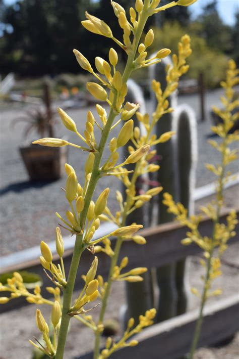 Native cypress trees are evergreen, coniferous trees that, in the u.s., primarily grow in the west and southeast. Hesperaloe parviflora âRed Yuccaâ | Rice Canyon