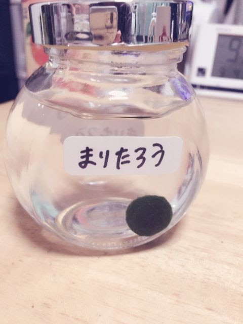 即決 送料無料 水道水で育つ養殖まりもが入った 在庫有 水道水で育つ養殖まりもが入った