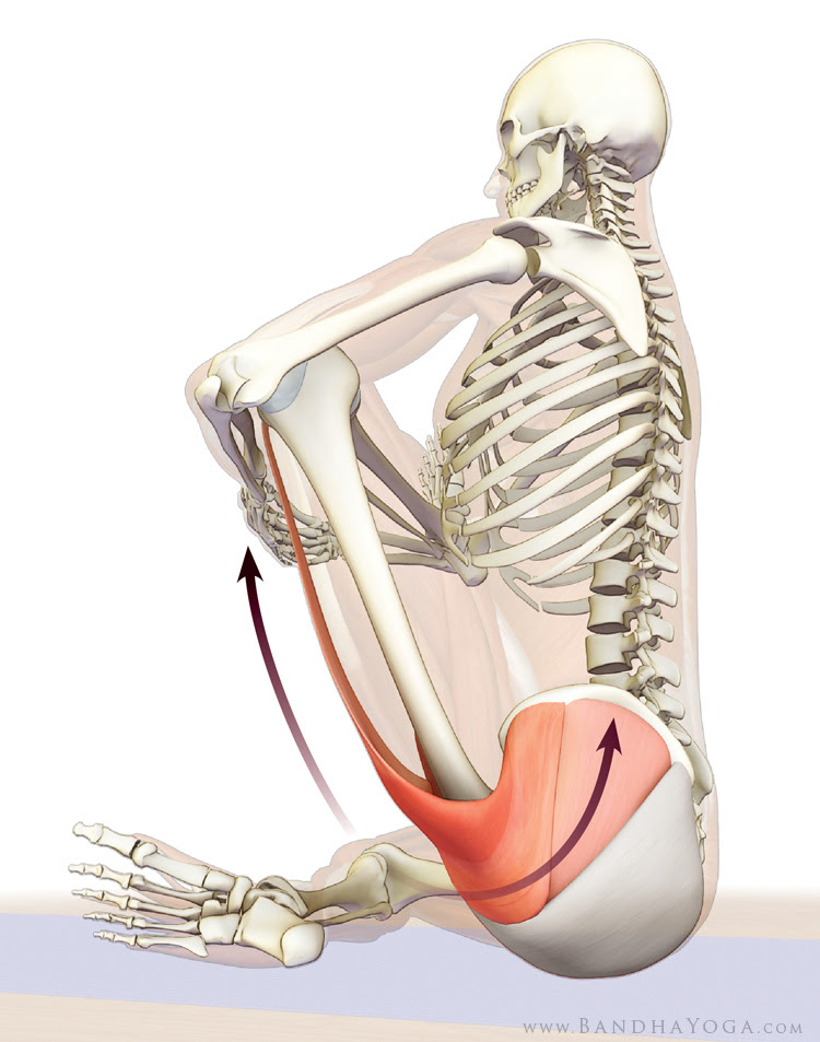 tensor fascia lata and gluteus medius in cradle stretch