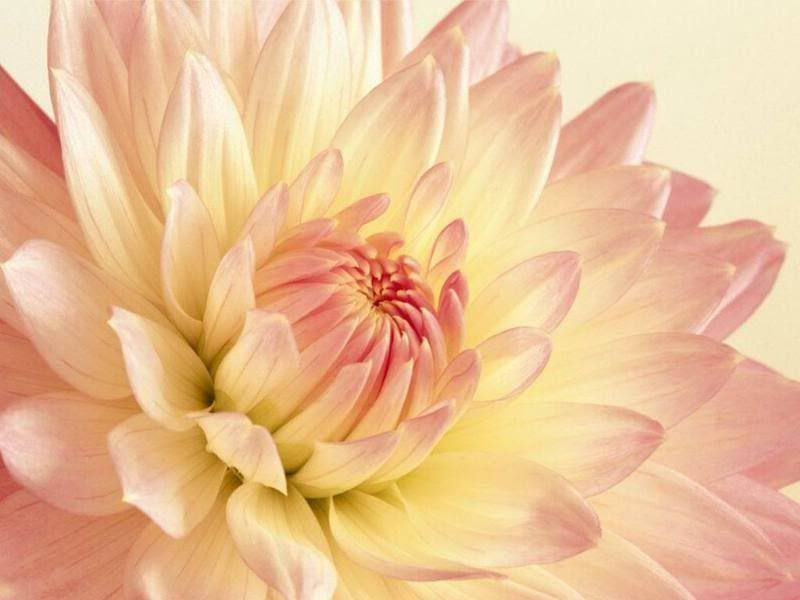 dahlia.jpg dahlia image by vballchic_2211