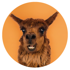 Alpaca-office-pet.png