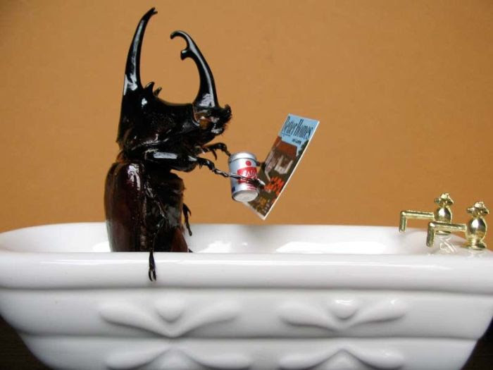 Beetles Take Over Human World (32 pics)