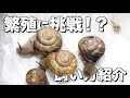 [最も人気のある！] かたつむり 育て方 167304-カタツムリ 卵 育て方