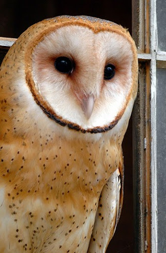 115 Years and Counting: Volunteers Get Ready for Audubon Christmas Bird Count