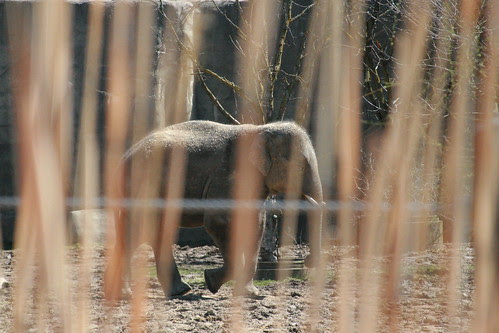 Moving through the Brush
