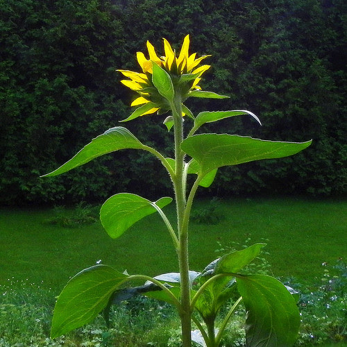 Tournesol