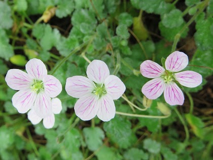 この花の名前なんていうの 小さな可愛い花の雌しべは星形 ヒメフウロ 姫風露