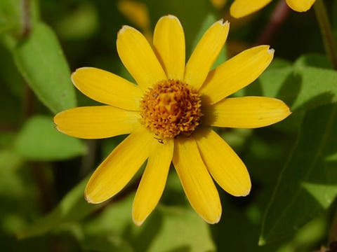 メランポジウム 華凛の花言葉
