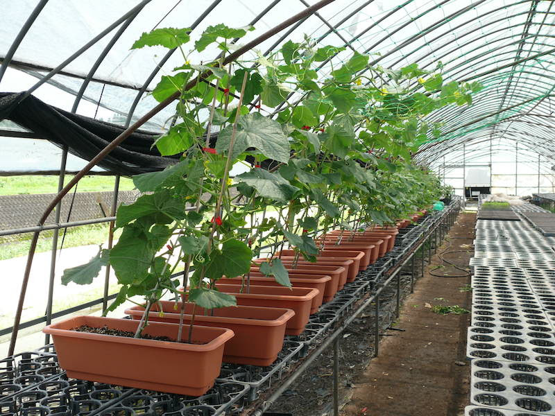 野菜苗をプランター栽培で育ててみる 十時花園 食卓菜園を提案