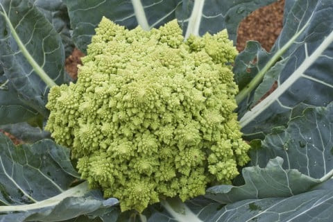 オシャレなブロッコリー ロマネスコの栽培方法 イタリア野菜 西洋野菜通販 アトラクティーボ
