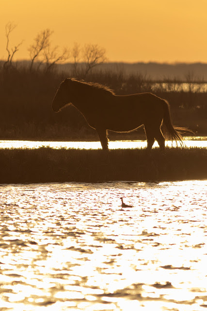 NEWS ALERT. Loch Ness Monster Sighted in Assateague, Maryland