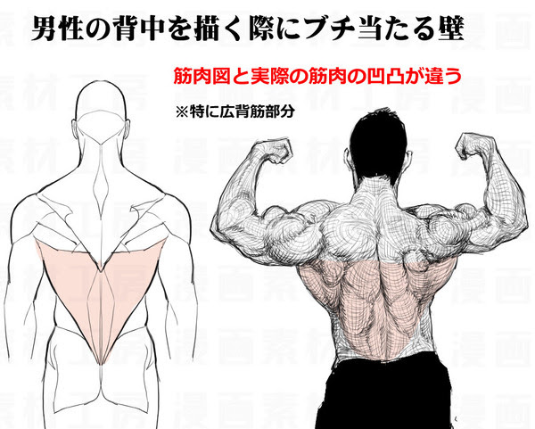 背中の深部筋 筋肉図と実際の凹凸の違い Pixiv年鑑 B