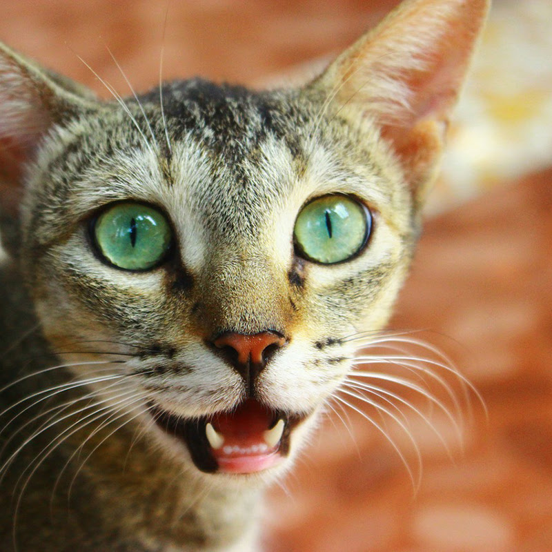子猫の歯の生え変わり時期、症状は？抜ける乳歯を見つけたら幸運かも！