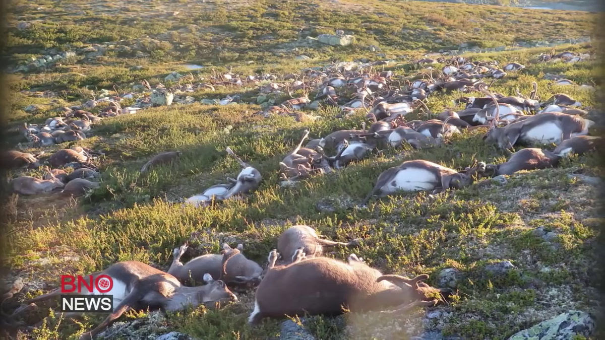 ノルウェーの落雷 323頭もの野生のトナカイが感電死 ライブドアニュース