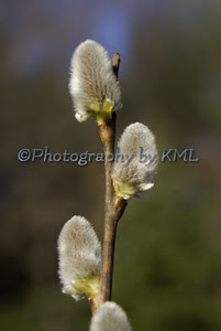 pussy willow buds int he spring