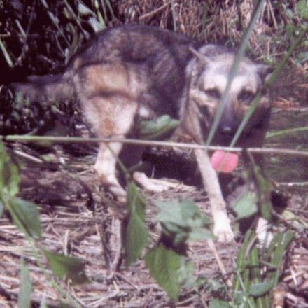 ​The US Military Euthanized or Abandoned Thousands of Their Own Canine Soldiers at the End of the Vietnam War