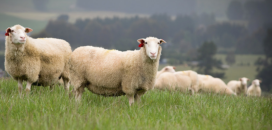 Suppliers Needed To Meet Global Demand In Booming Sheep Milk - 