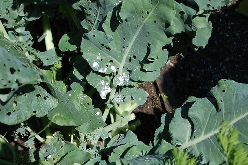 Franklin, MA: Community Garden